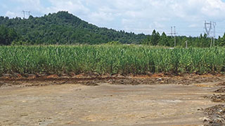 尾礦庫生態(tài)修復項目